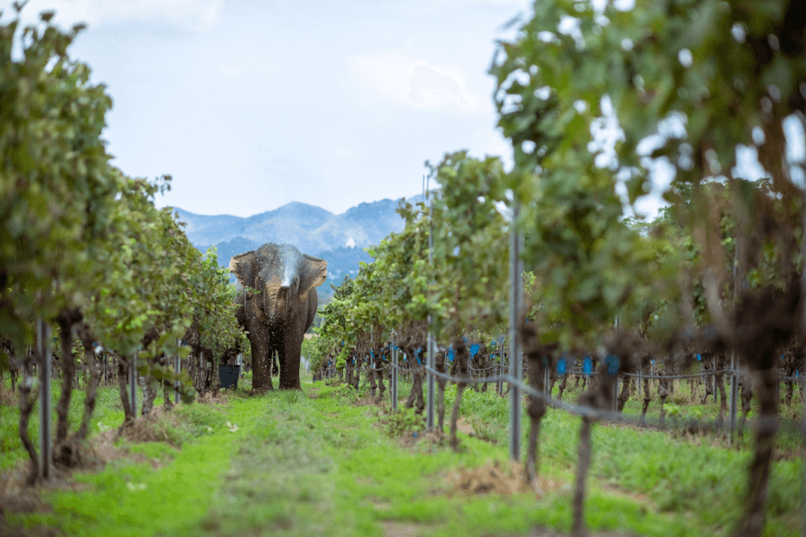 media of siamwinery