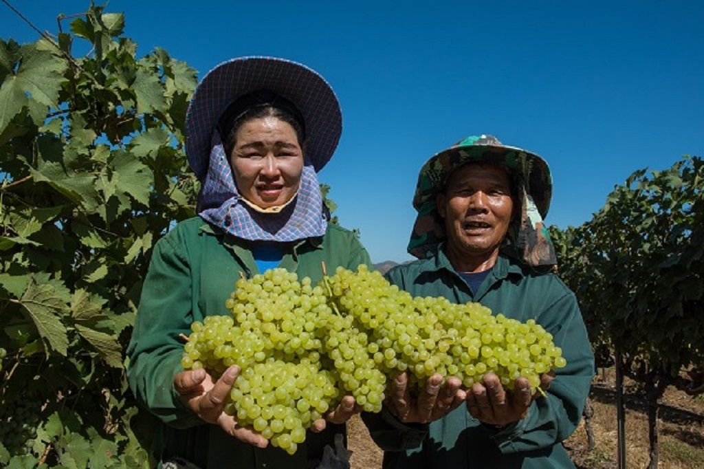 media of siamwinery