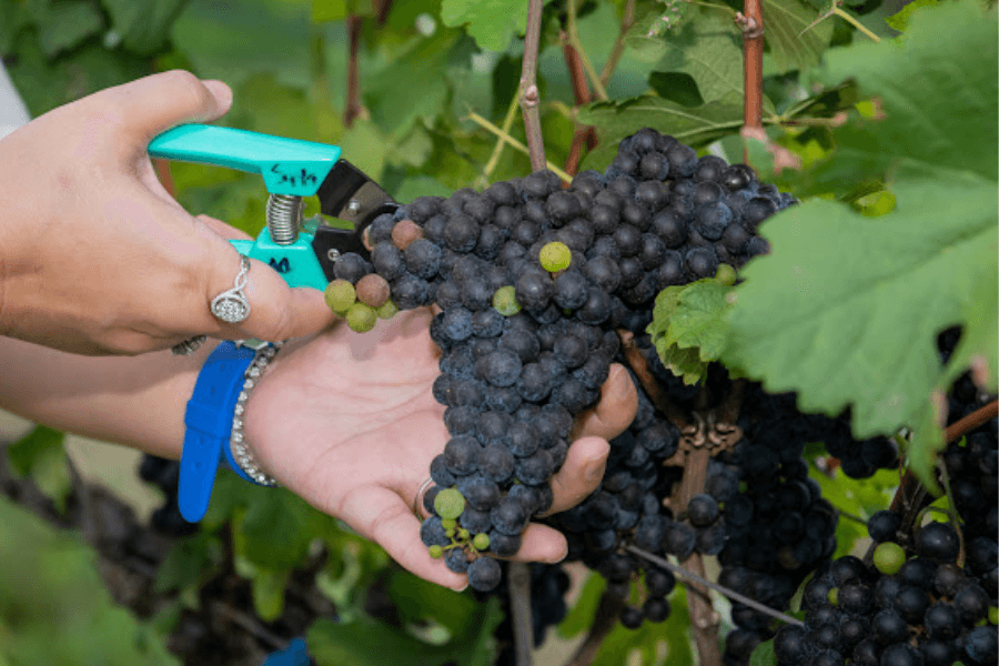 media of siamwinery