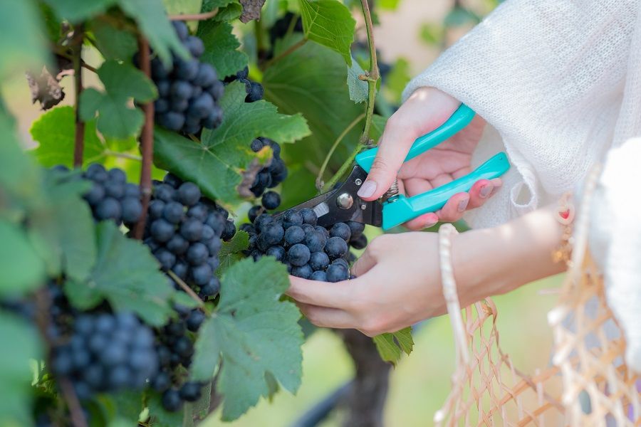 media of siamwinery