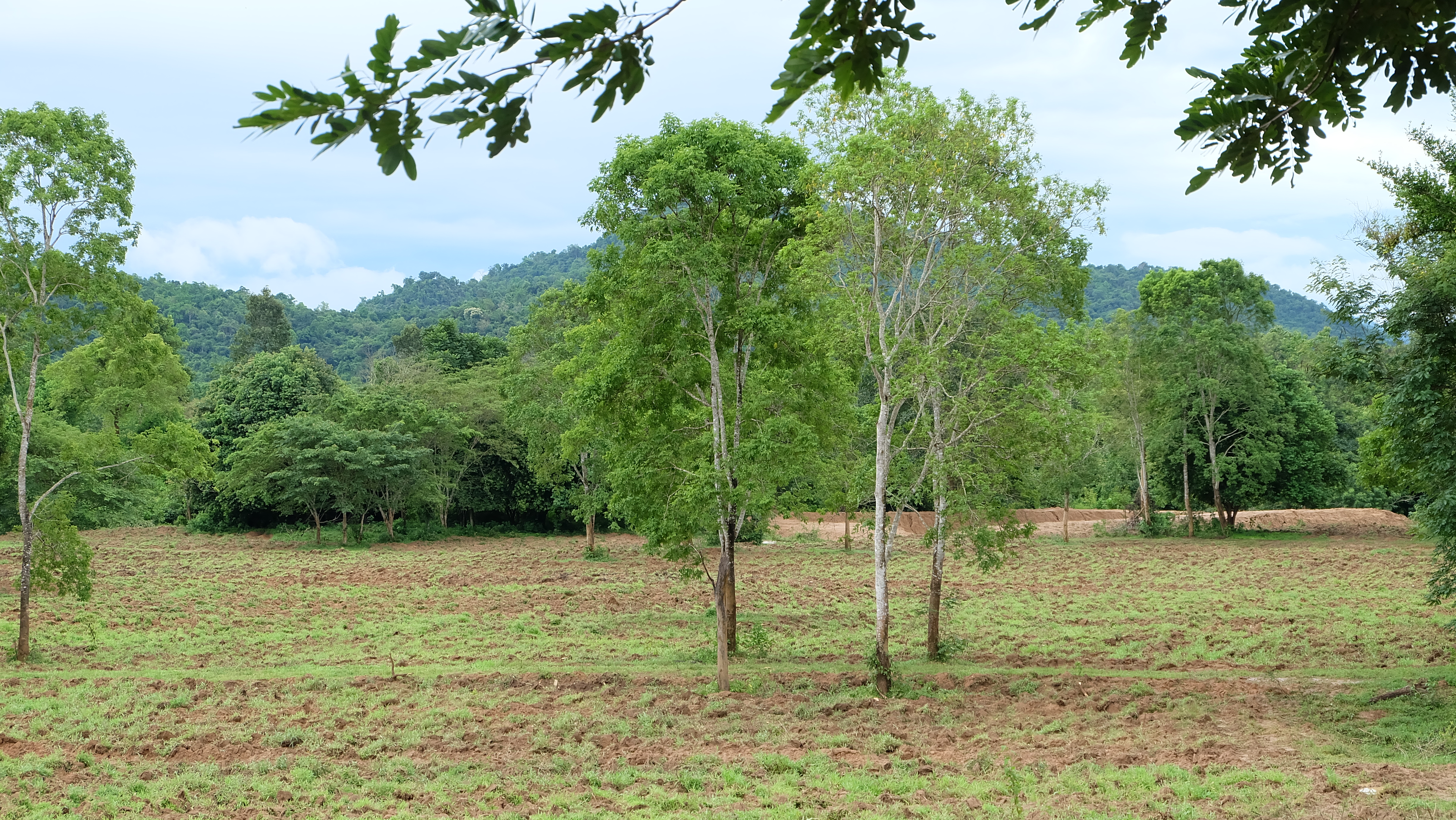 media of siamwinery