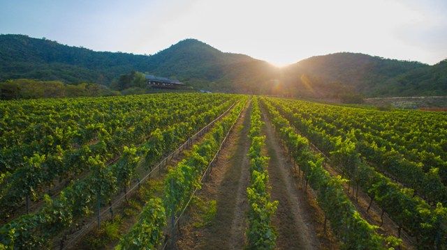 media of siamwinery