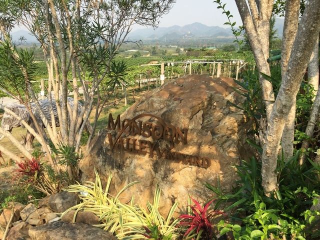 media of siamwinery