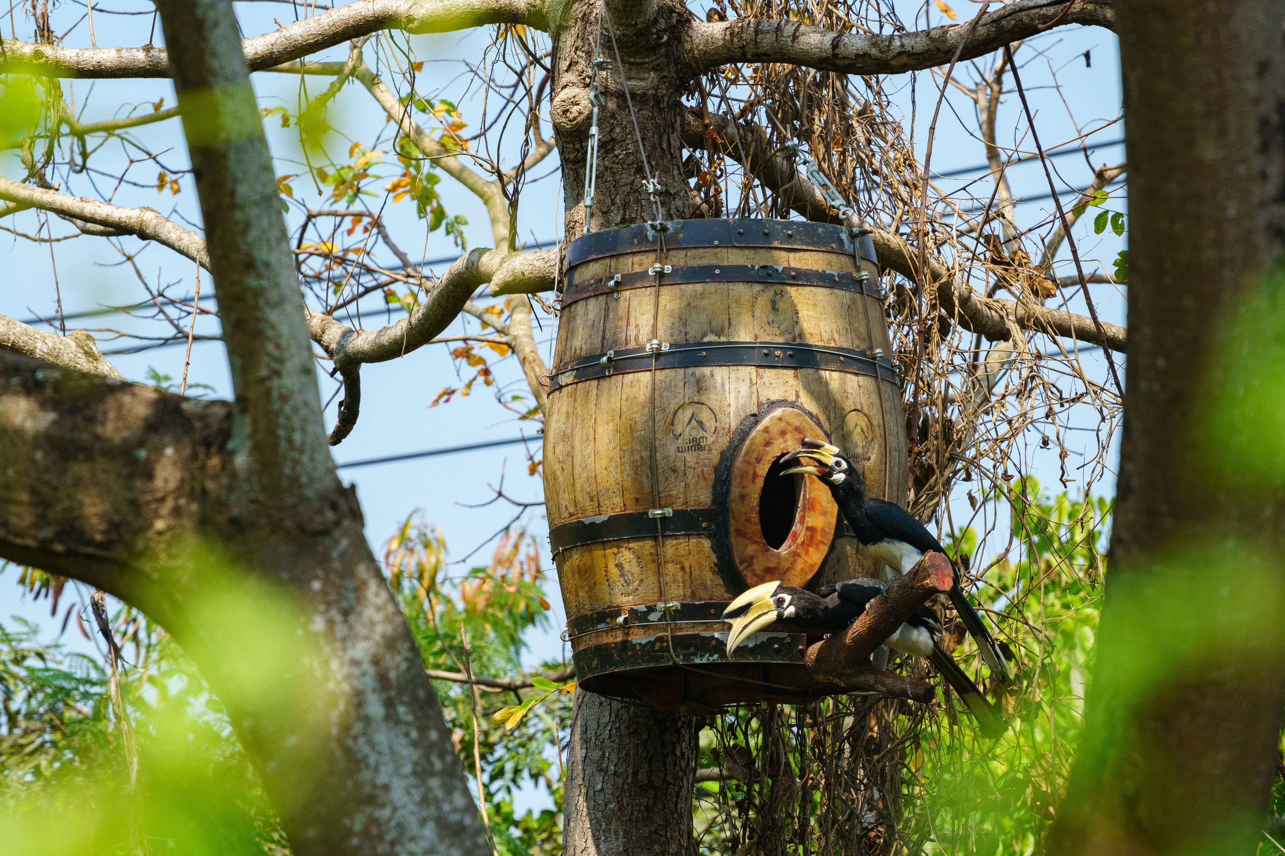media of siamwinery