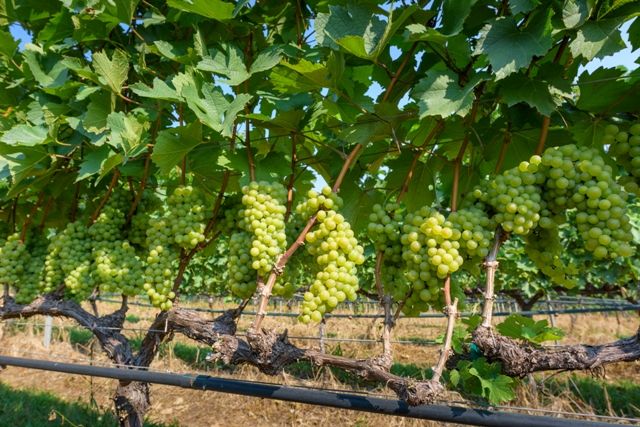media of siamwinery