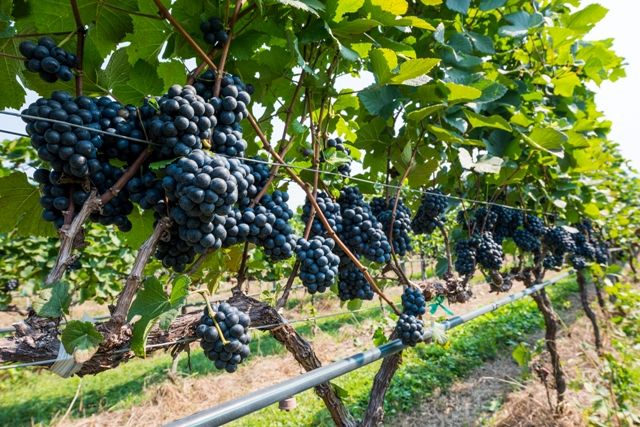 media of siamwinery